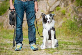 Avec Canibest, devenir éducateur canin en franchise devient possible