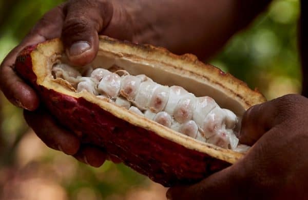 chocolat YVES THURIES – 20fev2020 – 4