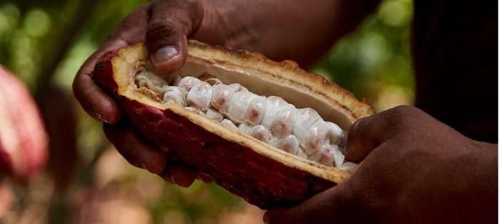 chocolat YVES THURIES – 20fev2020 – 4