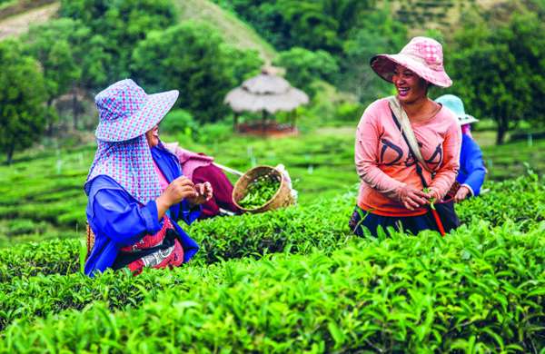 Franchise Palais des Thés, plantation en Thaïlande