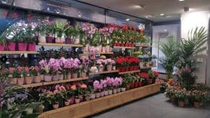 Monceau fleurs – 10 fév2020 – 3