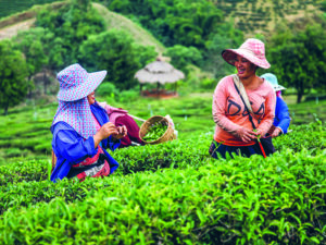 Franchise Palais des Thés, plantation en Thaïlande