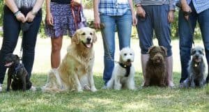Frabnchise éducation canine Canibest